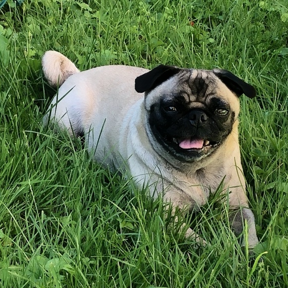 Meet your Posher, Bee - Picture 1 of 1